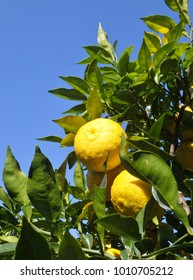 Citrus Junos Fruits