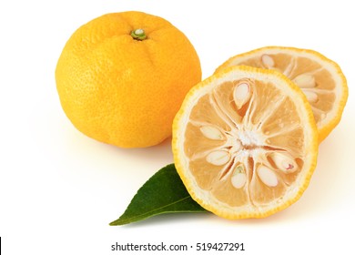 Citrus Junos On White Background