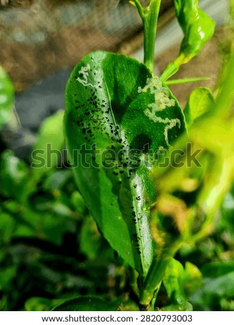 Citrus leaf infested with black pests and showing serpentine leaf miner damage trails