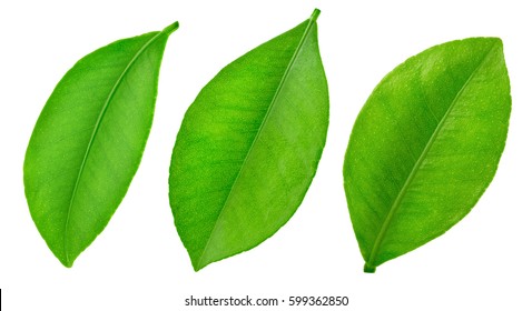 Citrus Leaf Isolated On A White