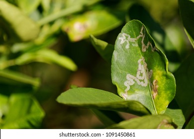 Citrus Leaf Miner Damage On Lime Leaves