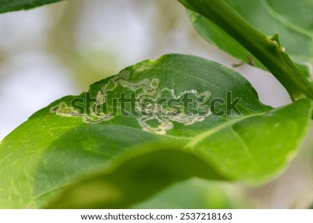 Citrus leafminer larvae feed by creating shallow tunnels, or mines, in young leaves of citrus trees. The pest is most commonly found on citrus (oranges, mandarins, lemons, limes, grapefruit, and other