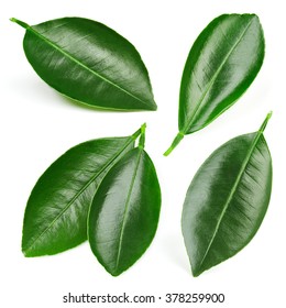 Citrus Leaves Collection Isolated