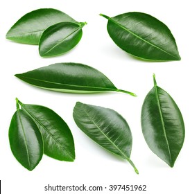 Citrus Leaves Collection Isolated