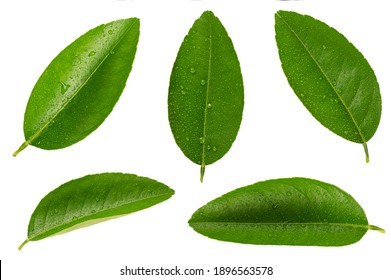 Citrus leaves with drops isolated on white background.
