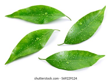 Citrus leaves with drops isolated on a white background. Collection. Full depth of field. - Shutterstock ID 569229124