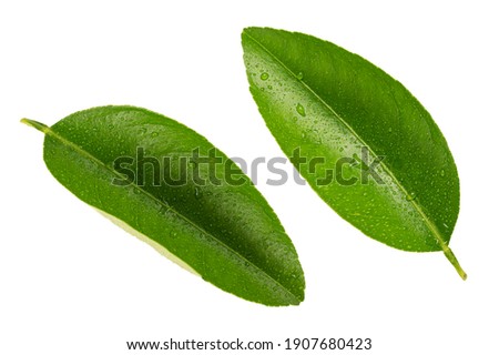 Citrus leaves with drops isolated on white background.