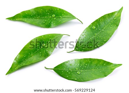 Citrus leaves with drops isolated on a white background. Collection. Full depth of field.