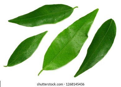 citrus leaves isolated on white background. top view. mandarin leaves. orange leaves