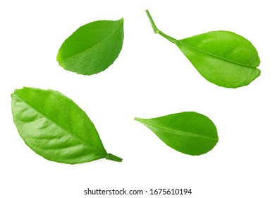 citrus leaves isolated on a white background. top view. - Shutterstock ID 1675610194