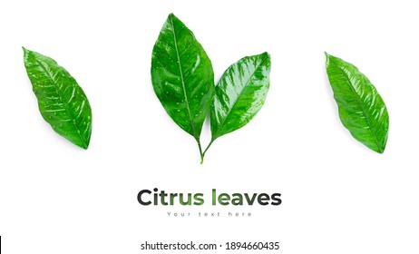 36,640,630 Leaves Images, Stock Photos & Vectors | Shutterstock