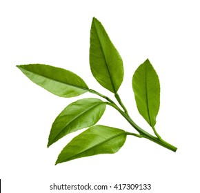 Citrus Leaves Isolated On White Background