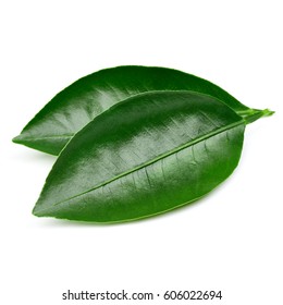 Citrus Leaves Isolated On White Background