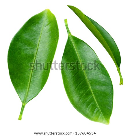 Citrus leaves isolated on a white background