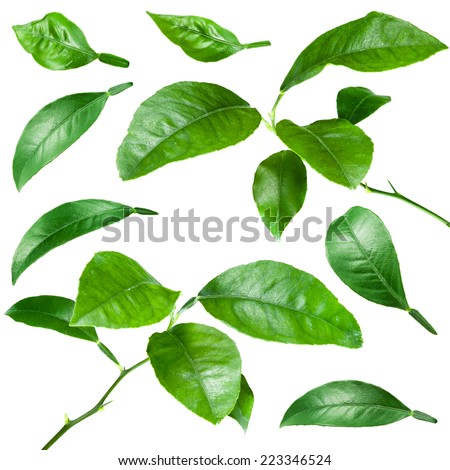 Citrus leaves isolated on white background. Collection