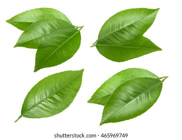 Citrus Leaves Isolated Without Shadow