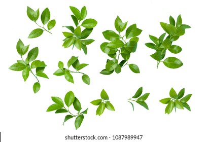 

Citrus Leaves On White Background