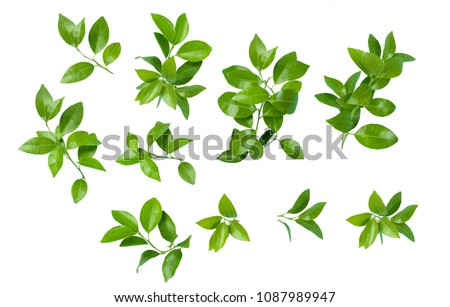

citrus leaves on white background