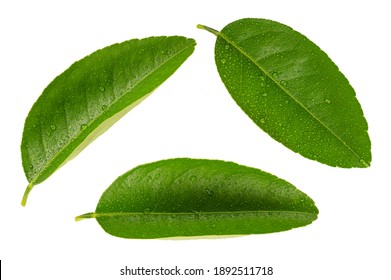Citrus leaves with water drop isolated on white background.
