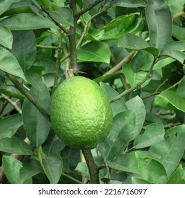 Citrus Lime Fruit. Citrus Trees Whose Fruits Are Called Limes, Including The Key, Persian Lime, Makrut Lime, And Desert Lime.                               