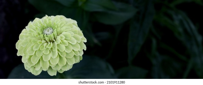 A Citrus Lime Green, Double Blooming Zinnia On A Dark Background