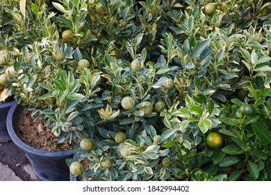 Citrus Limon Is Call Variegated Pink Lemon.