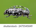 Citrus long-horned beetle (Anoplophora chinensis) called also black and white longhorn or citrus root cerambycid. Insect on a green background.