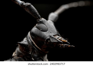 Citrus long-horned beetle in the wild state 