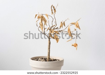 Citrus madurensis, an indoor miniature orange calamondin tree, is a houseplant with green leaves and small orange fruit. Plant is dying and neglected with dry leaves. Landscape orientation.