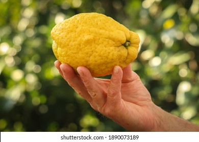 Citrus medica sarcodactylus. Human hand holding cedar fruit 