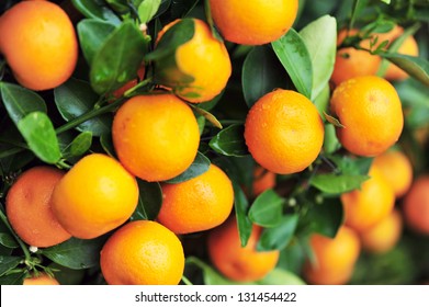 Citrus Orange Grow On Tree