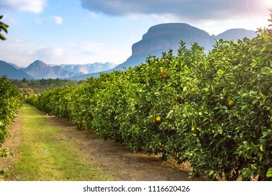 Citrus Orchard With View To The Mountains.