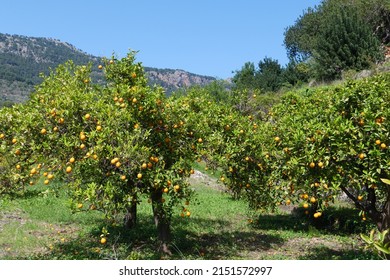 Citrus orchards and orange trees on terraced fields in the Serra de Tramuntana near Soller and Fornalutx. The trees bear fruit and bloom at the same time. Mallorca in spring. - Shutterstock ID 2151572997