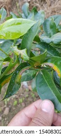 Citrus Plant Showing Symptoms Citrus Canker Stock Photo 1540830227 ...