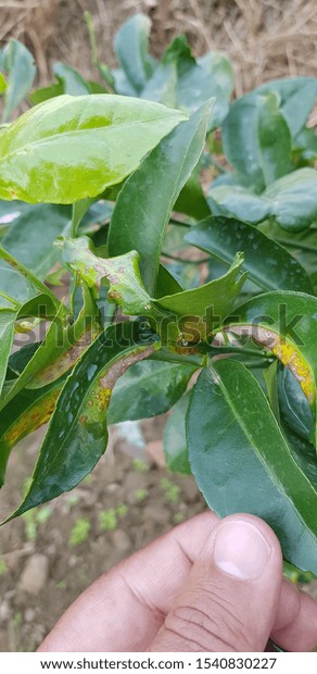 Citrus Plant Showing Symptoms Citrus Canker Stock Photo 1540830227 ...