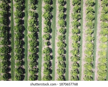 Citrus Plantation In Hilly Terrain