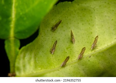Citrus psyliid adults at the backside of the citrus leaf plant. These psyllids responsible for spreading citrus greening disease which is one of the most destructive diseases of citrus worldwide. - Shutterstock ID 2196352755