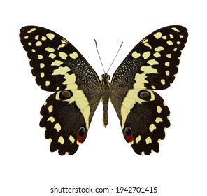 Citrus Swallowtail Butterfly Isolated On White