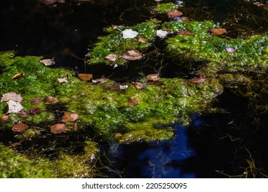 City Algae Pond, Clear Water