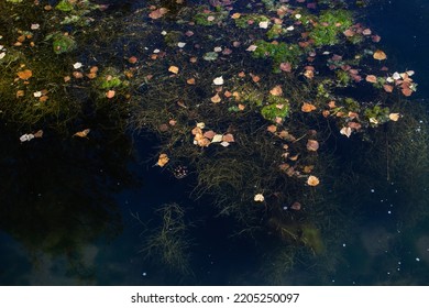 City Algae Pond, Clear Water