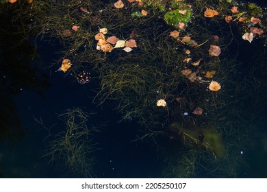 City Algae Pond, Clear Water