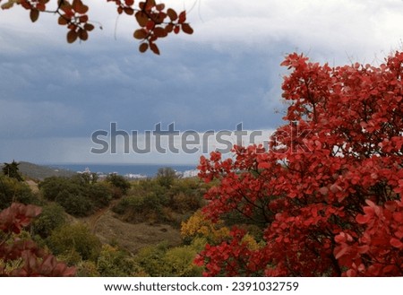 City of Alushta (Crimea, Crimean Peninsula) Red foliage on a tree in autumn.