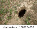 city of animals. colony of wild wild animals on hill, covered with labyrinth of holes. Rabbit holes. Foxholes. Animal burrows in steppe hilly zone. Traces animals. Earthy house in wild