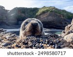 City baby Sea Lion sleeping on rocks Close Up