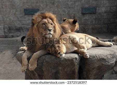 City of Bakhchisarai (Crimea, Crimean Peninsula) Lions in the local zoo.