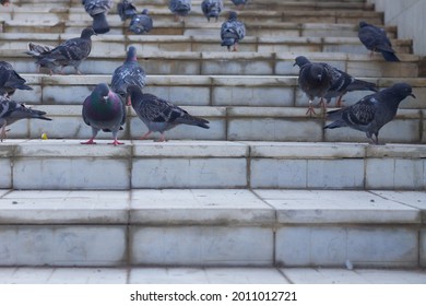 City birds pigeons walk on the stairs in the park.