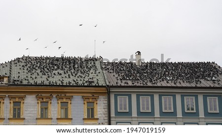 City center buildings covered with feral pigeons gathering on roofs of houses, overpopulation of birds concept
