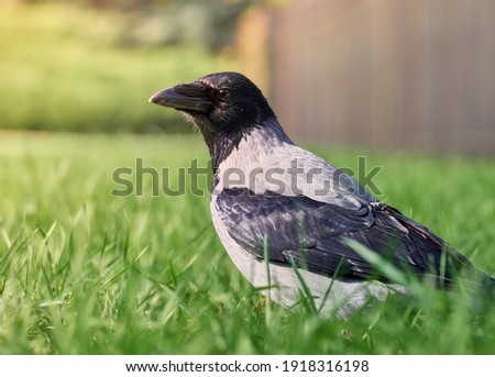 City crow on the lawn in the park in the green grass
