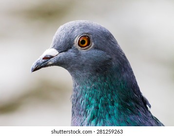 City Dove (Columba Livia Domestica), Close Up Profile.