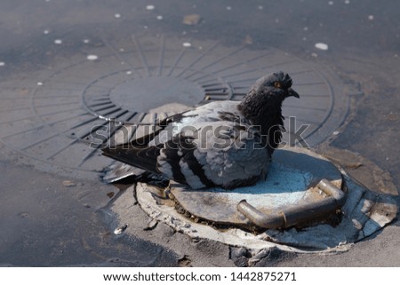 Similar – Image, Stock Photo dark duck Animal 1 Black